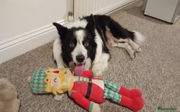 Border Collie dogs for stud: Border collie for stud - Image 3