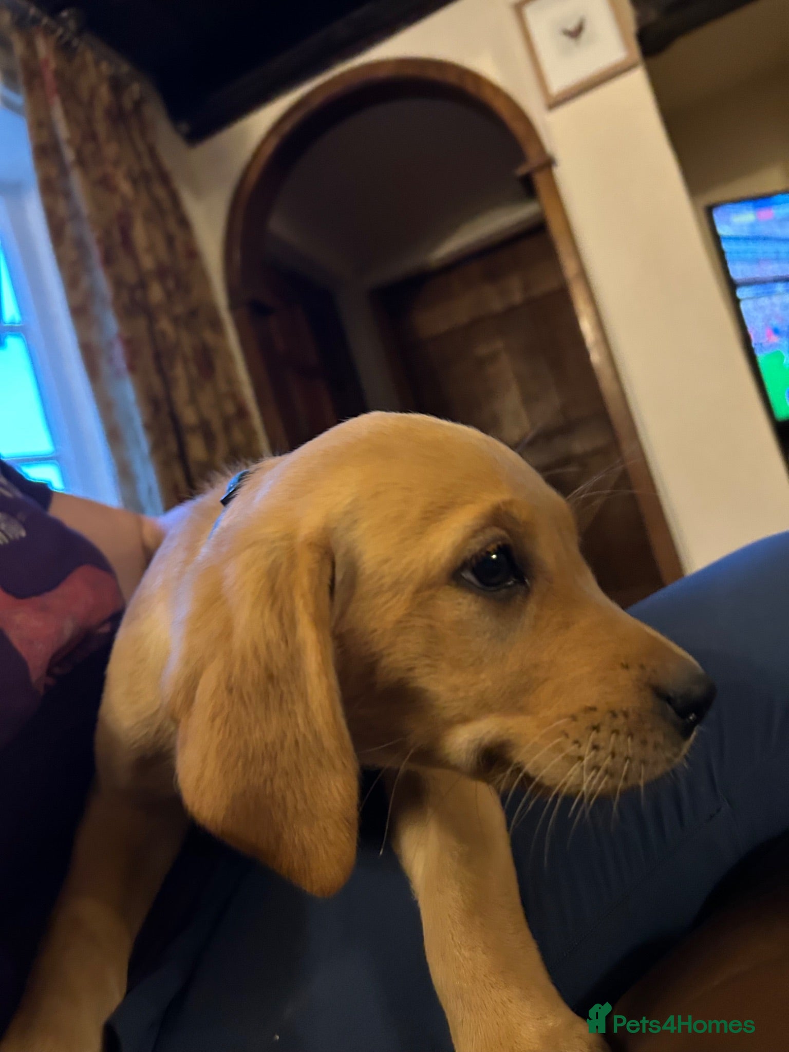 Labrador Retriever dogs KC Labradors: last girl (yellow/fox red) - Advert 2