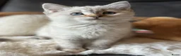 British Shorthair cats for sale: Ready to go! in Pontefract - Advert 9