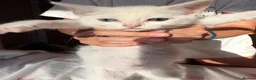 Mixed Breed cats for sale: Kittens for Sale 2x Black and 2x White 8 weeks  in Ingatestone - Advert 6