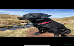 Labrador Retriever dogs for stud: Black Labrador Stud - Image 3