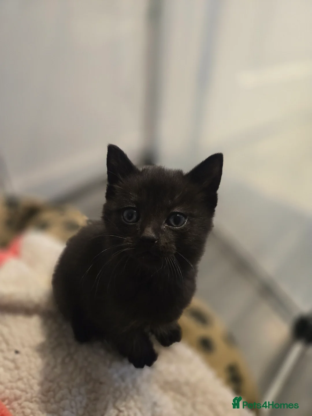 Mixed Breed cats for sale: 4 beautiful kittens  - Advert 3