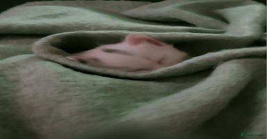 Norwegian Forest Cat cats - Advert 10