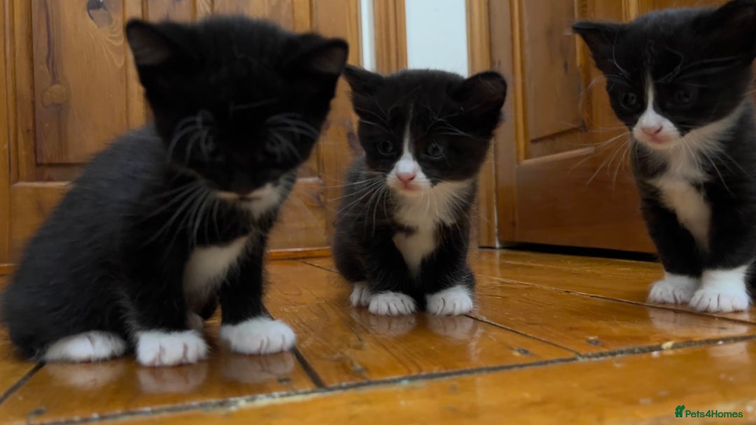 Mixed Breed cats for sale: siamese x siberian tuxedo kittens - Advert 11