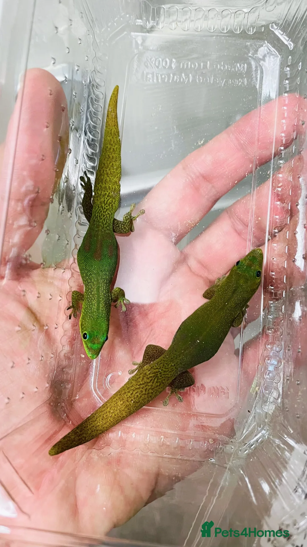 Gecko reptiles for sale: CB25 Proven trio of Gold Dust Day Geckos  - Advert 1