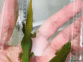 Gecko reptiles CB25 Proven trio of Gold Dust Day Geckos - Advert 3