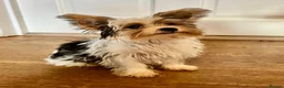 Mixed Breed dogs for sale: Pudge – Fluffy Biewer x Yorkie Boy – Ready Now! - Advert 1