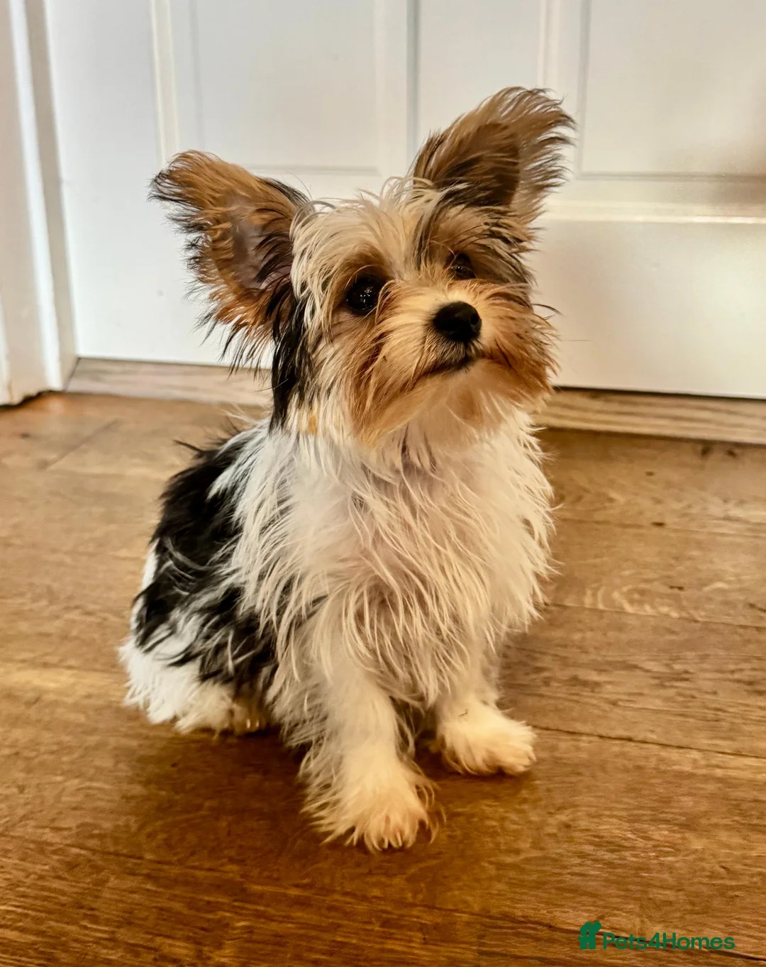 Mixed Breed dogs for sale: Pudge – Fluffy Biewer x Yorkie Boy – Ready Now! - Advert 1
