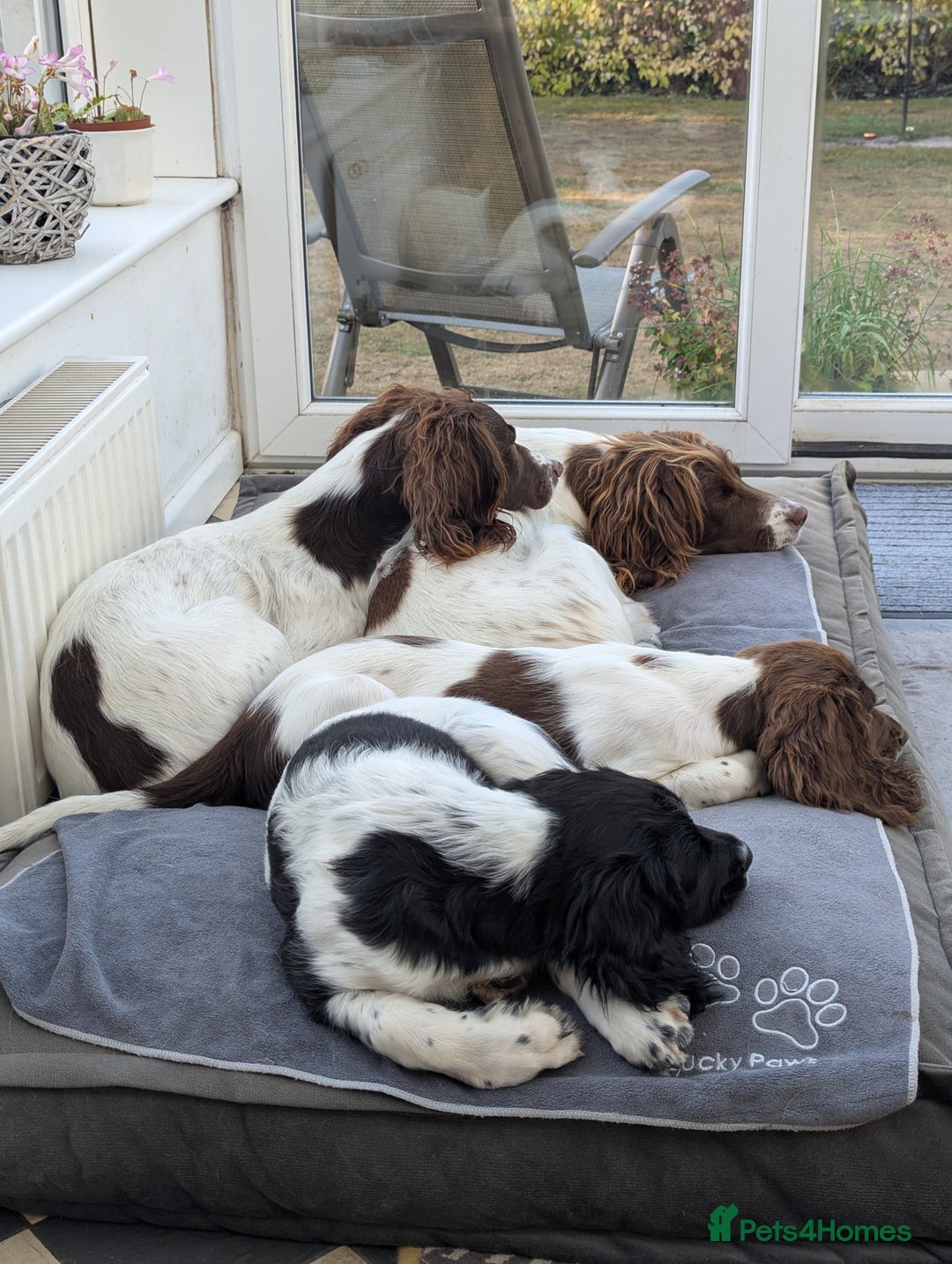 English Springer Spaniel dogs for sale: Handsome English Springer Spaniel Puppy  - Image 5
