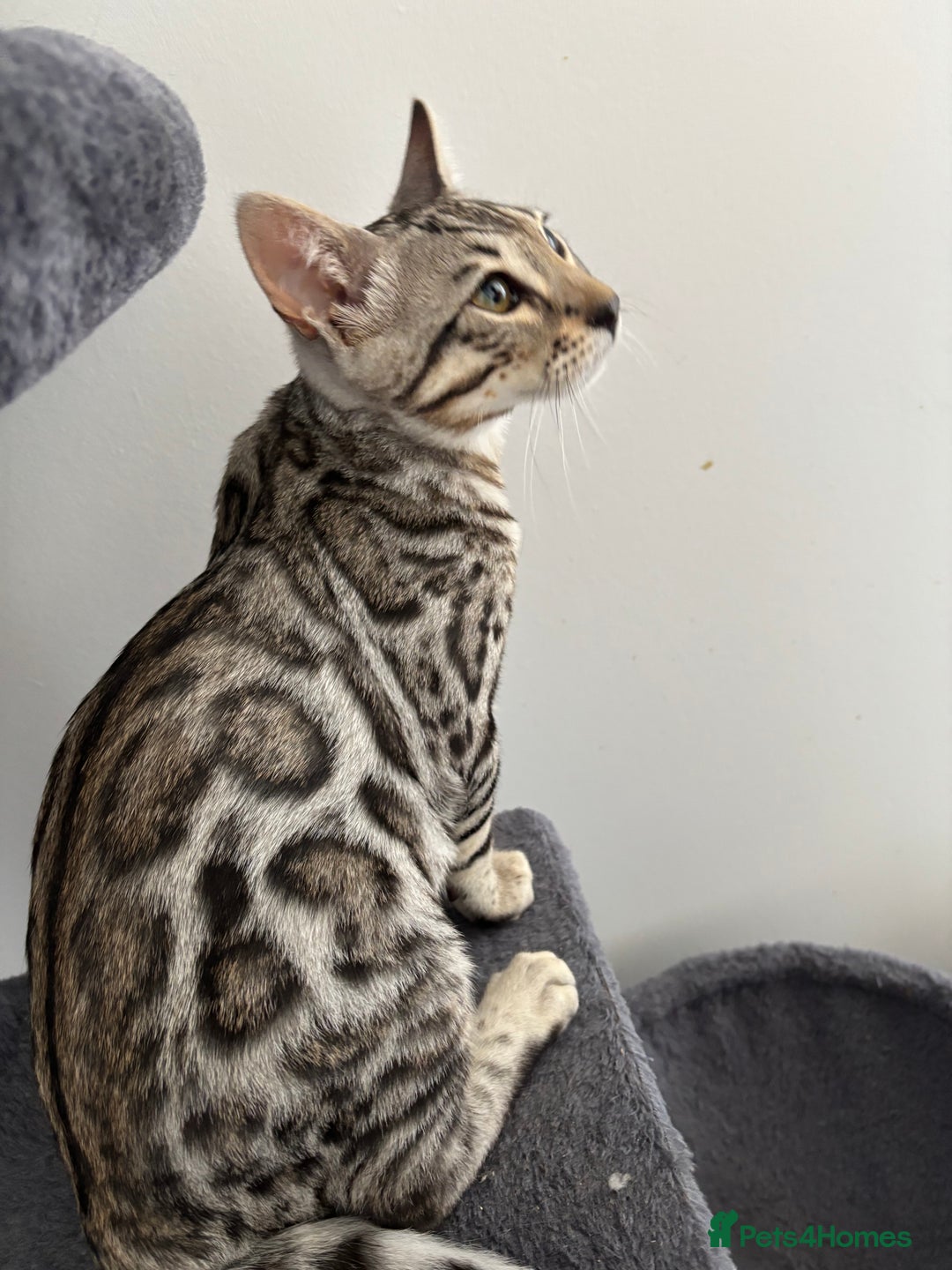 Bengal cats for sale: Stunning TICA registered bengal kittens  in Huntly - Image 14