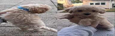 Miniature Poodle 3