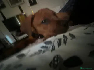 Mixed Breed dogs Cane Corso Puppy 3 months old - Advert 1