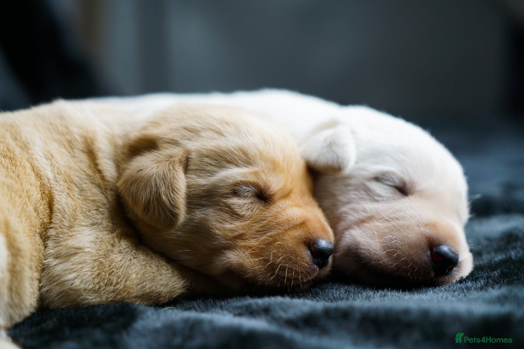 Labrador Retriever dogs for sale: Exceptional Health Tested KC Labrador Puppies - Image 10