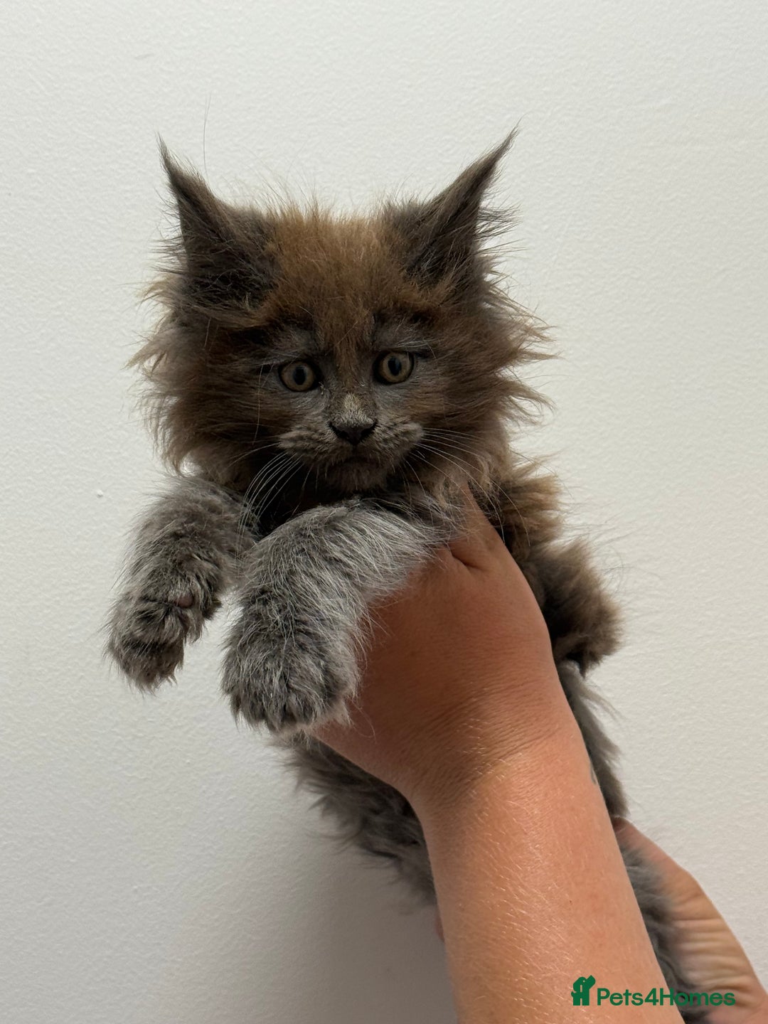 Maine Coon cats for sale: TICA registered Maine Coon Kittens  - Image 4