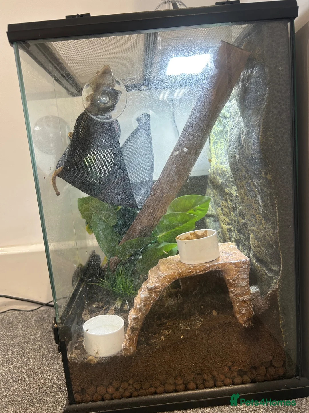 Gecko reptiles for sale: Male crested gecko 1.5yrs old  in Benfleet - Advert 5