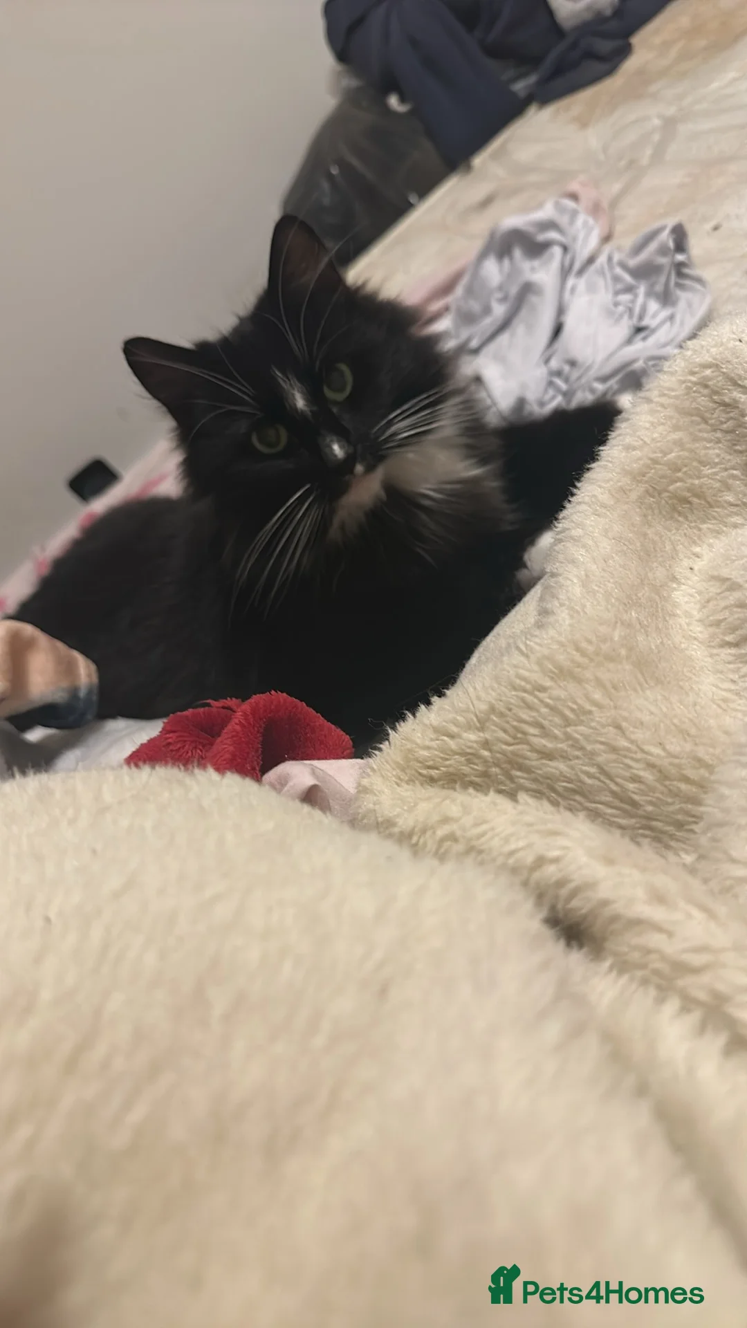 Mixed Breed cats for sale: Ragdoll cross  - Advert 1