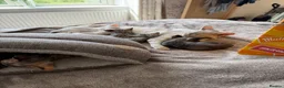 Devon Rex cats for sale: Stunning and Loving Devon Rex Kittens  in Grantham - Advert 2
