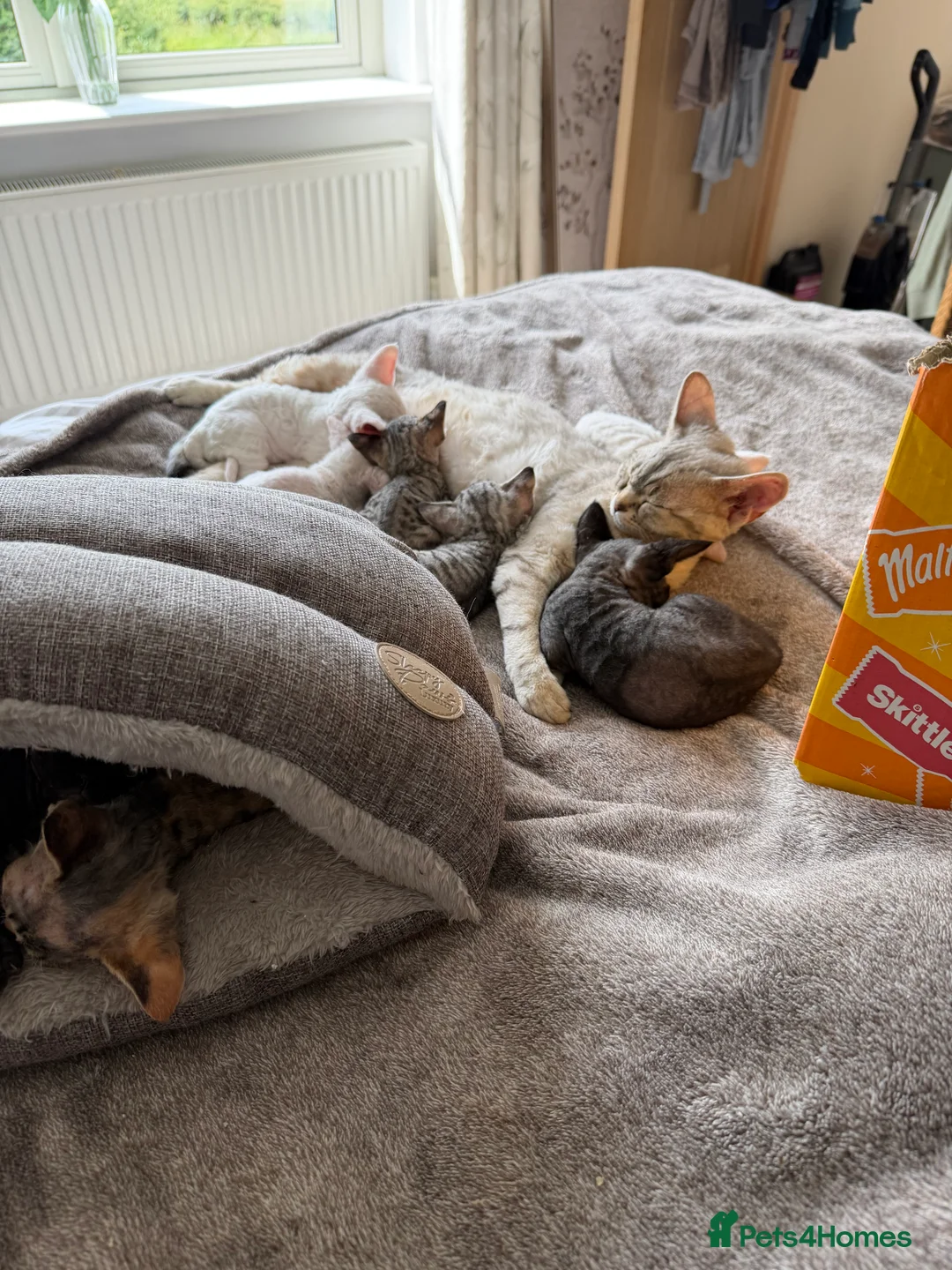 Devon Rex cats for sale: Stunning and Loving Devon Rex Kittens  in Grantham - Advert 2