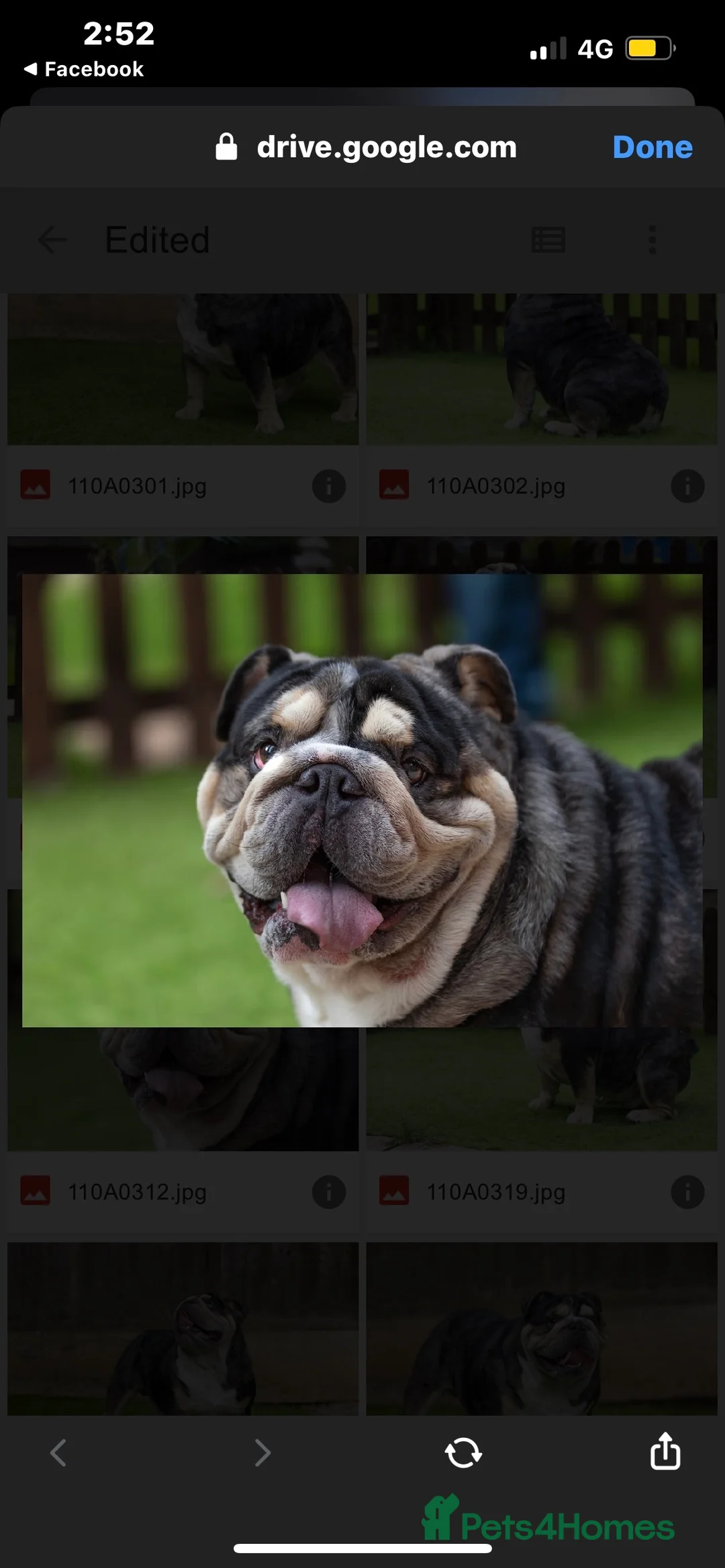 English Bulldog dogs for stud: 🌟Otis English Bulldog @stud in Telford - Advert 9