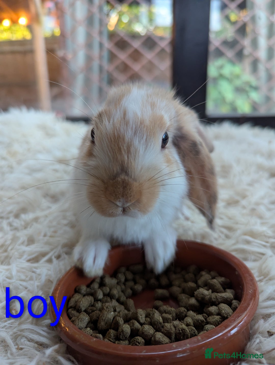 English Lop rabbits for sale: Lop mixed dot baby bunnies - Image 13