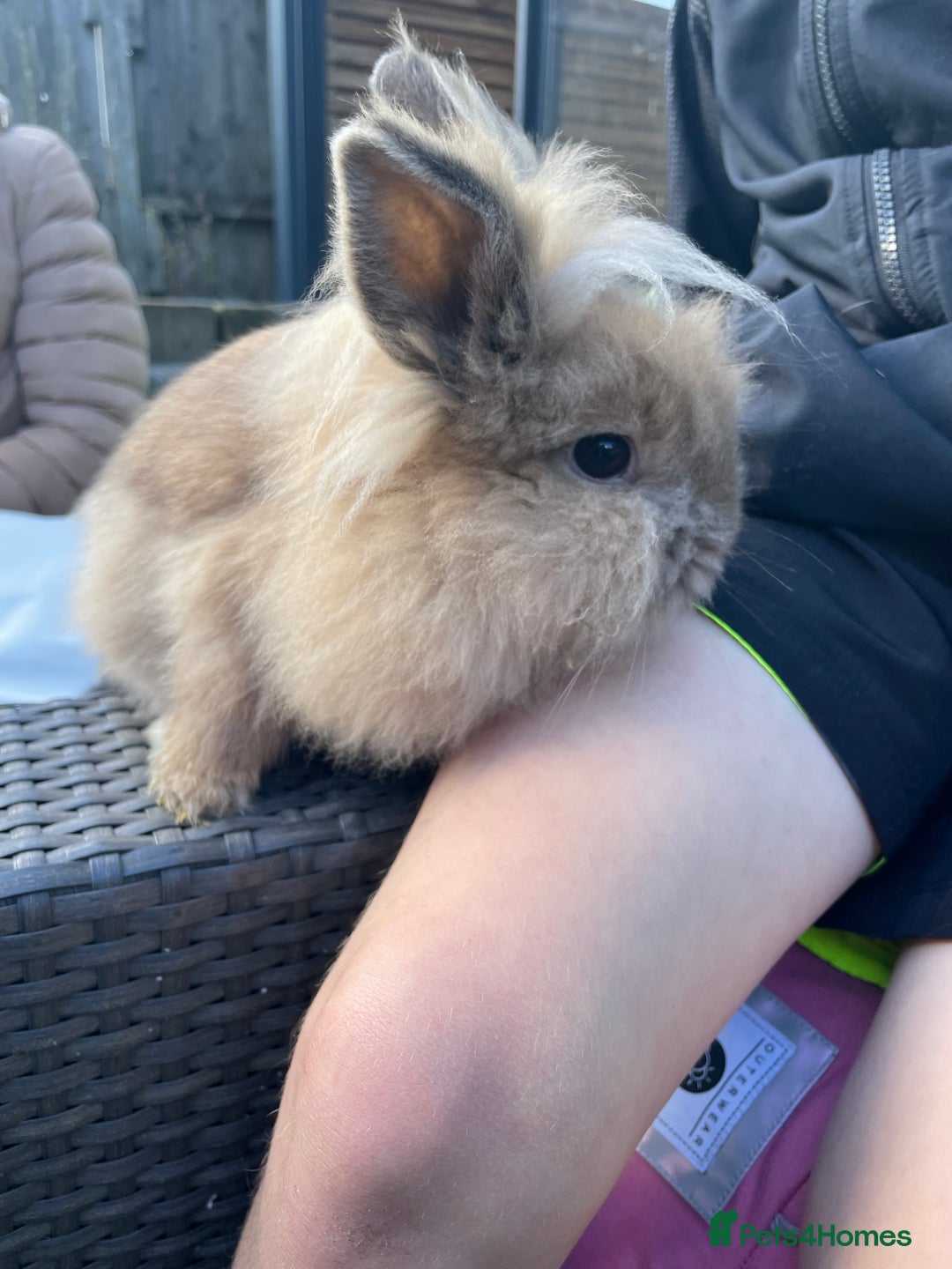 Lionhead rabbits for sale: Lionhead female looking for new home  - Advert 3