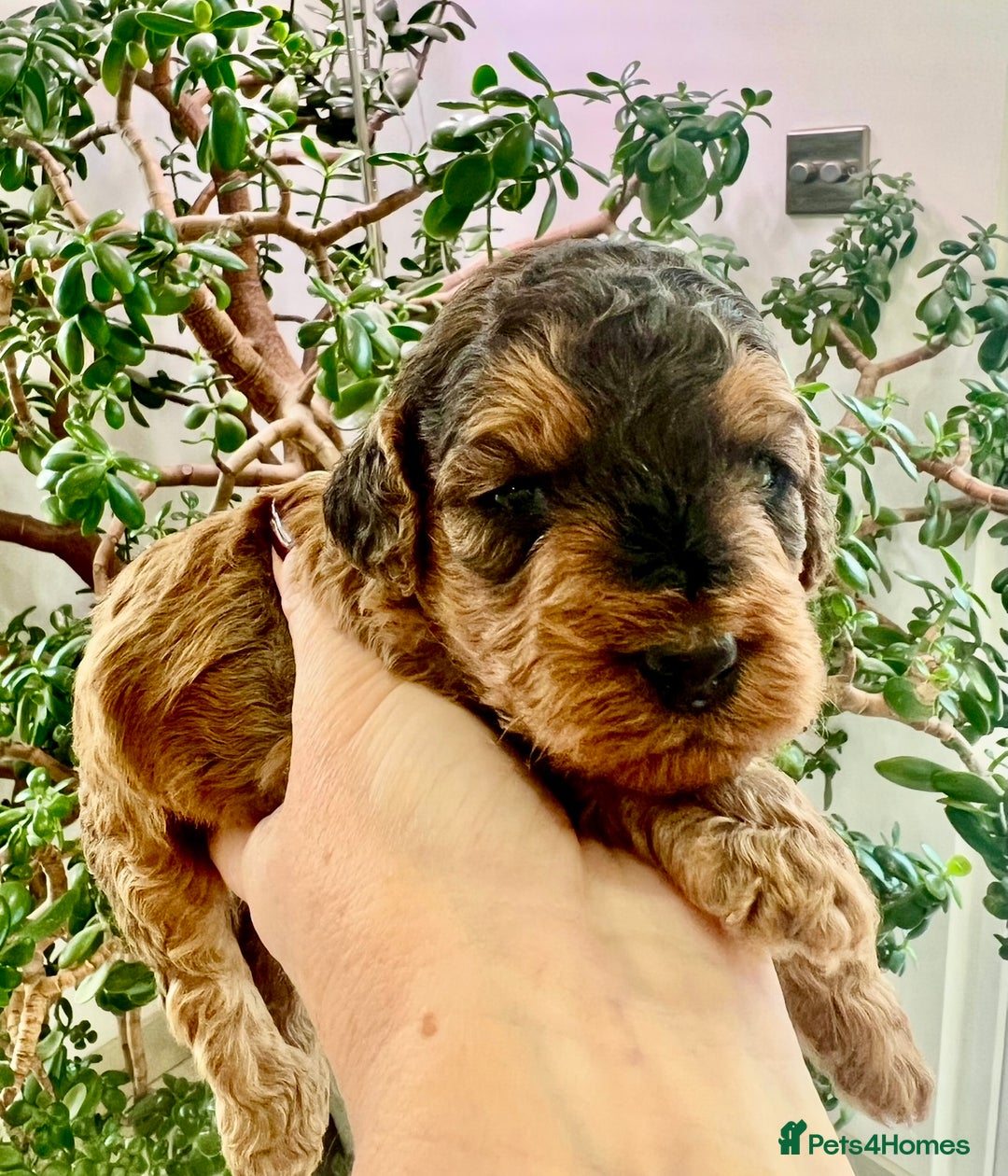Cockapoo dogs for sale: 4⭐️Licensed Breeder Cockapoo Puppies - Image 37