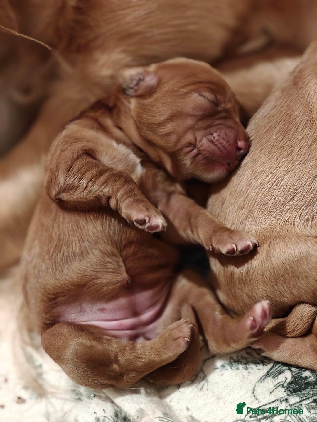 Mini Goldendoodle dogs for sale: Stunning home-bred F1 Goldendoodles,KC REG parents - Advert 14