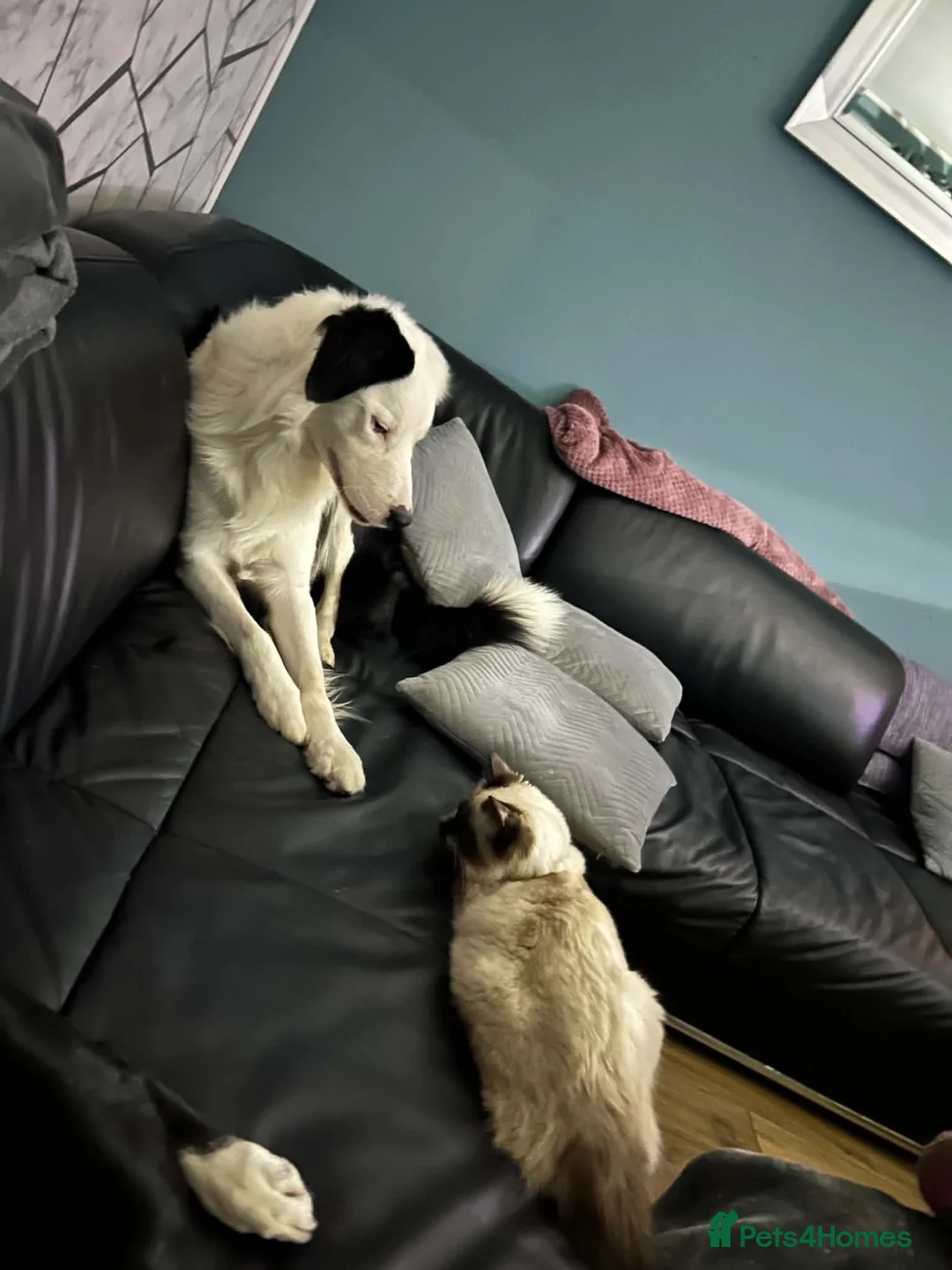 Border Collie dogs for sale: Border Collie Male 3 Years Old in Hull - Advert 10