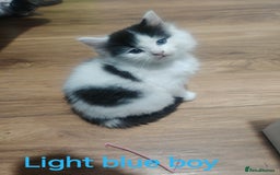 Mixed Breed cats for sale: Beautyfull fluffy kittens ragcoon - tuxedo cross  - Image 1