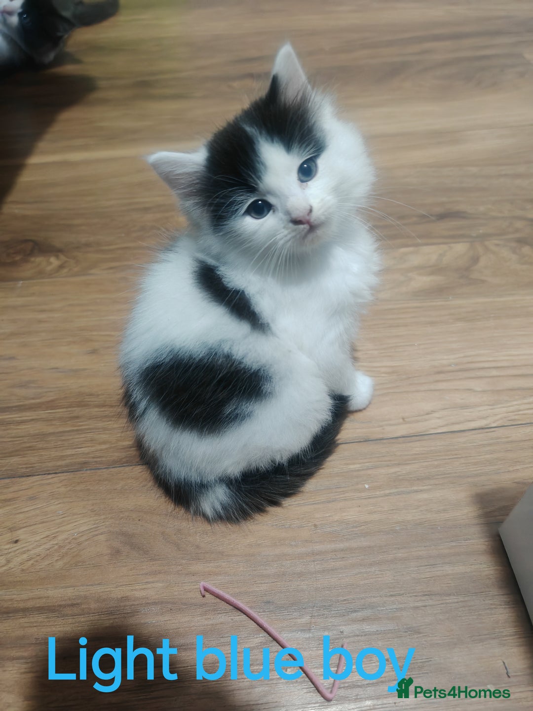 Mixed Breed cats for sale: Beautyfull fluffy kittens ragcoon - tuxedo cross  - Image 1