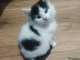 Mixed Breed cats - Advert 4