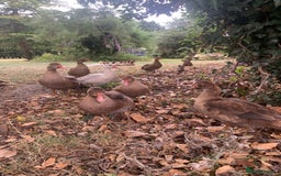 Ducks poultry for sale: Chocolate (only) Muscovy ducks and drakes - Image 1