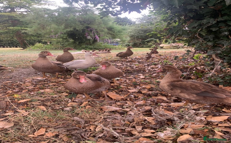 Ducks poultry - Advert 3