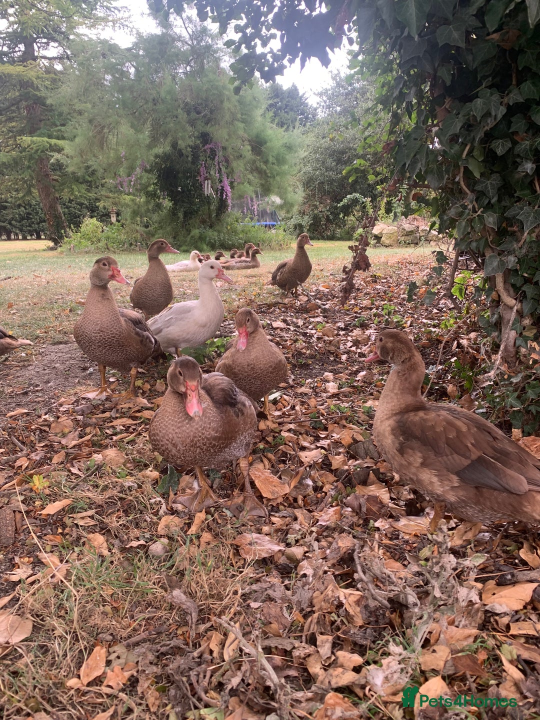 Ducks poultry for sale: Chocolate (only) Muscovy ducks and drakes - Image 1