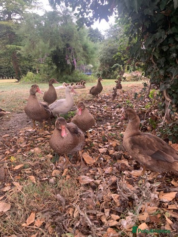 Ducks poultry - Advert 18