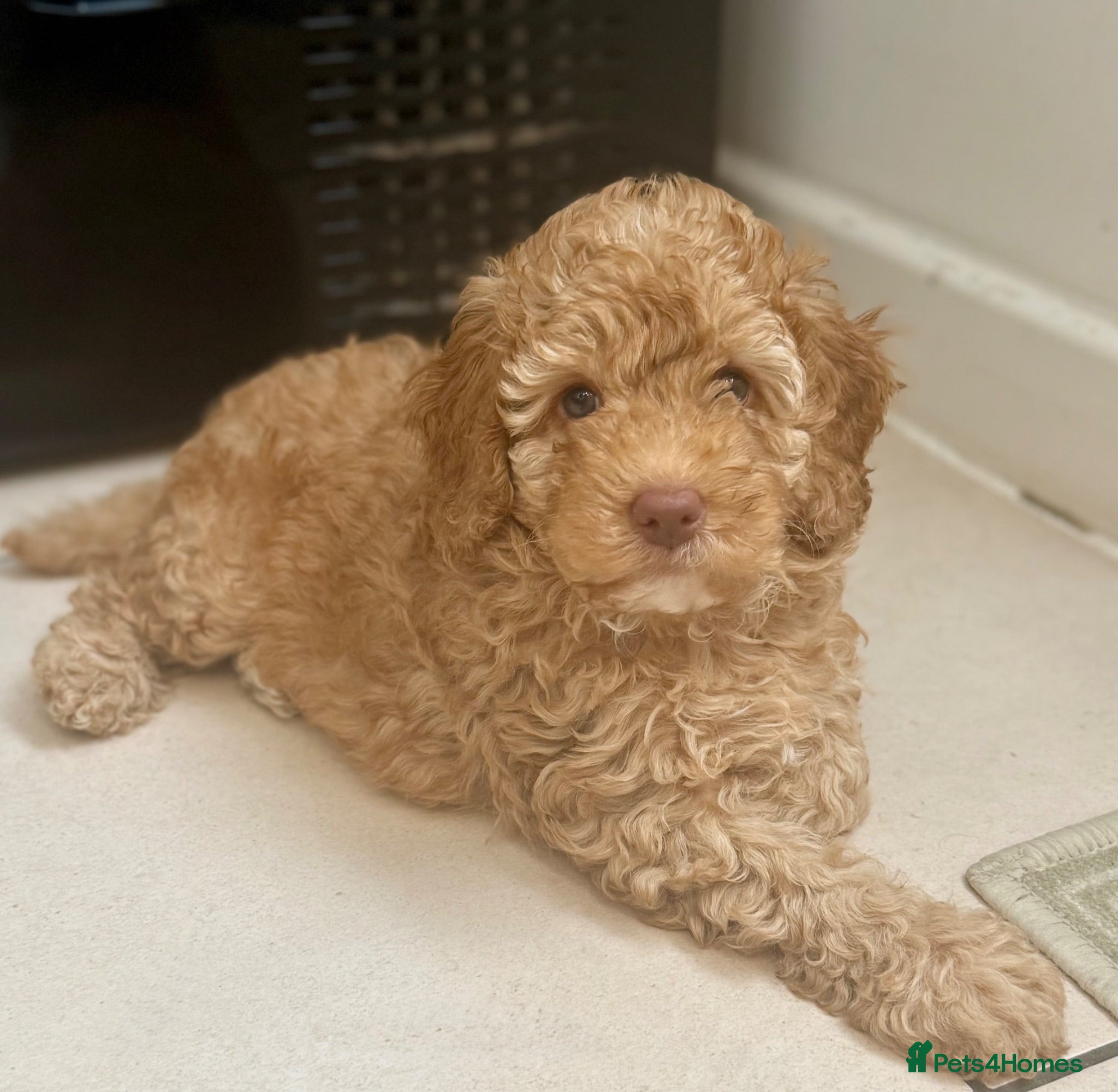 Labradoodle dogs 🐾 Health Tested F1B Mini Labradoodle Puppies 🐾 - Advert 2