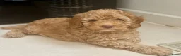 Labradoodle dogs for sale: 🐾 Health Tested F1B Mini Labradoodle Puppies 🐾 - Advert 3