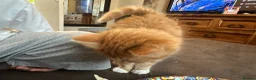 Mixed Breed cats for sale: Fluffy ginger male kitten  - Advert 5