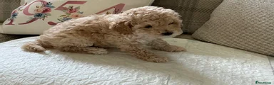 Maltipoo Puppy 1