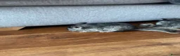 Chinchilla rodents for sale: Baby chinchillas - Advert 2