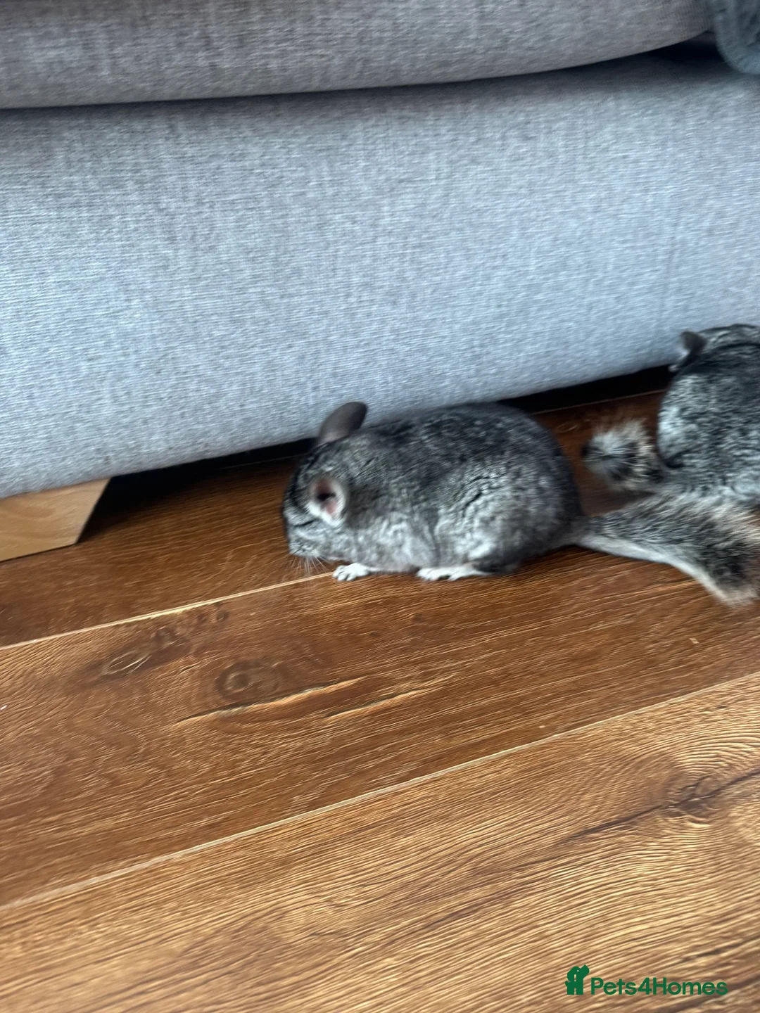 Chinchilla rodents for sale: Baby chinchillas - Advert 2