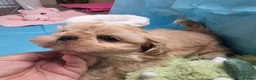 Shih Tzu dogs for sale: Kc reg Stunning small baby boys/girl - Advert 6