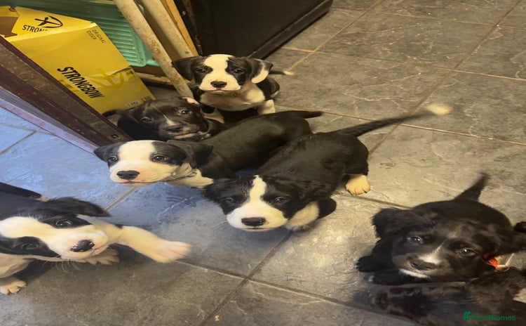 Mixed Breed dogs - Advert 2