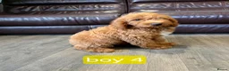 Labradoodle dogs for sale: Adorable F1B Miniature Labradoodle Pups 🐾🩷 - Advert 34
