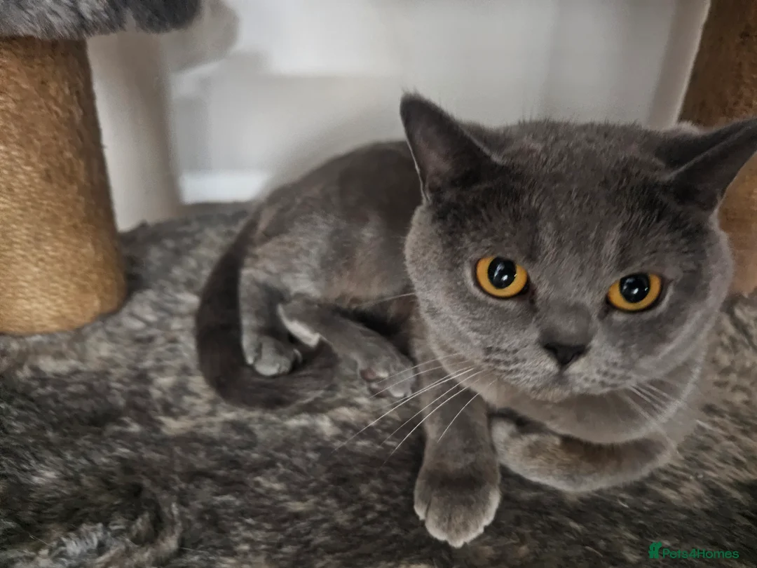 British Shorthair cats for sale: Gorgeous Female British Blue - Advert 2
