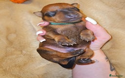 Miniature Pinscher dogs for sale: Miniature Pinscher puppies! - Image 4