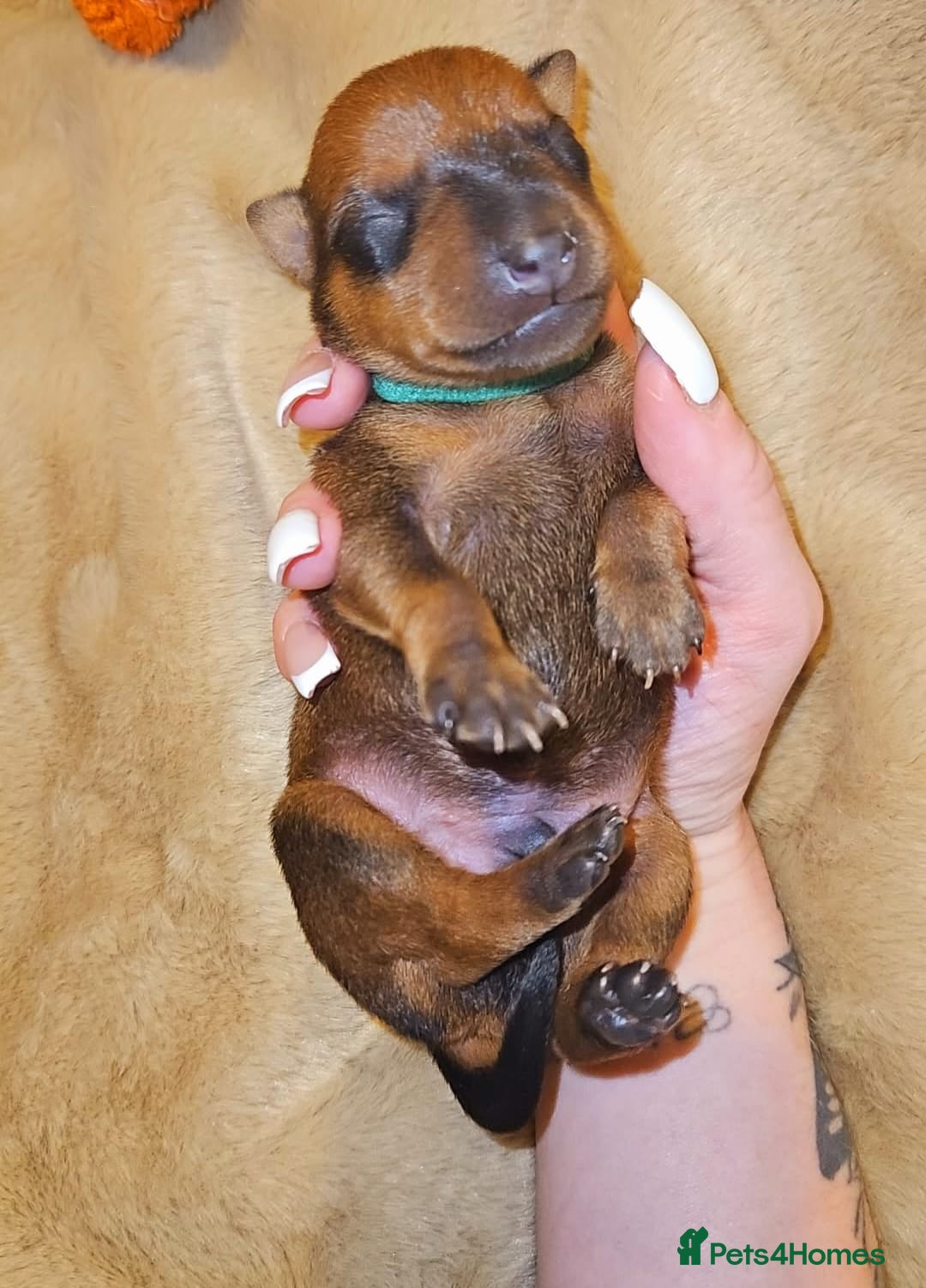 Miniature Pinscher dogs for sale: Miniature Pinscher puppies! - Image 4