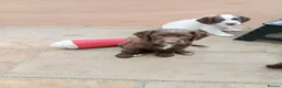 Sprocker dogs for sale: Beautiful Sprocker puppies for sale - Advert 5