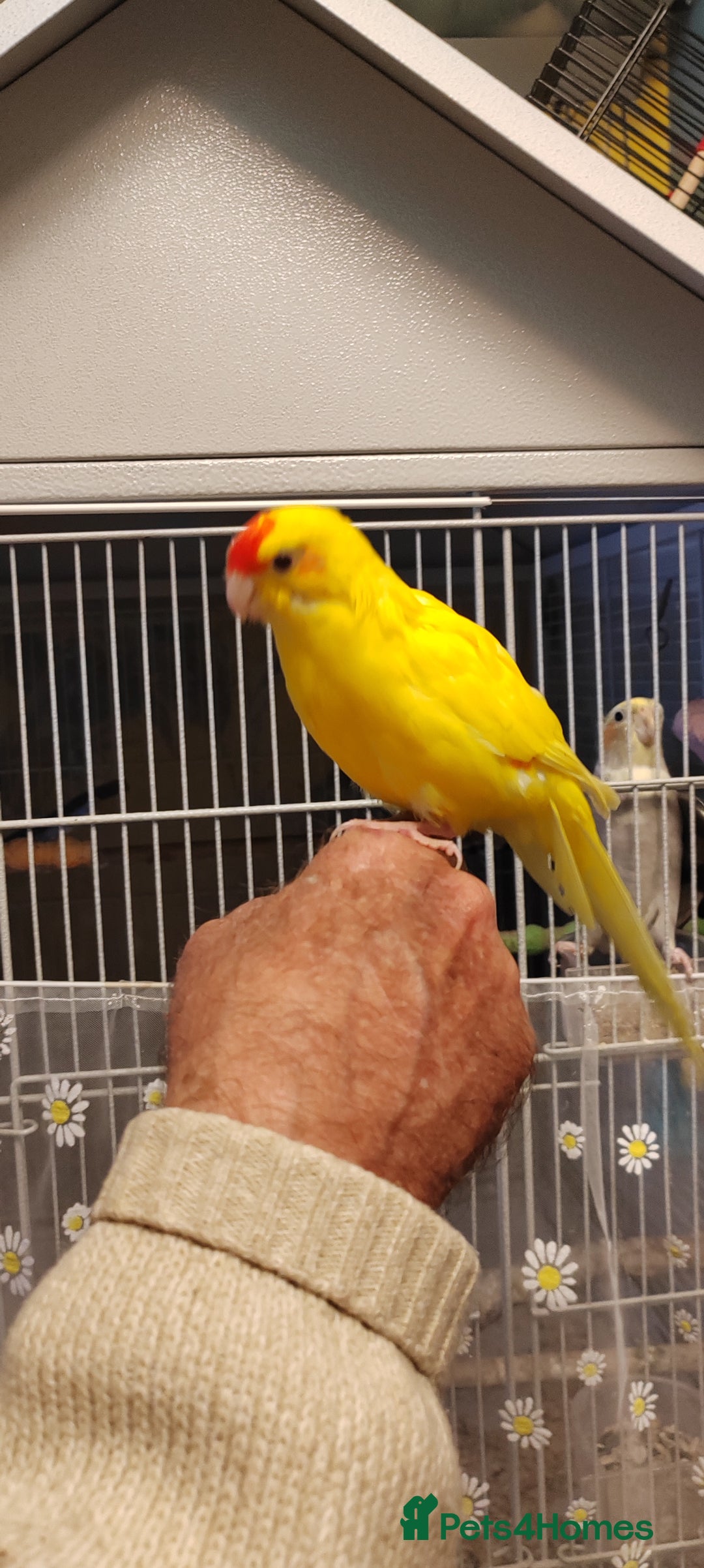 Parakeets birds for sale: Hand reared Buttercup Kakariki - Advert 2