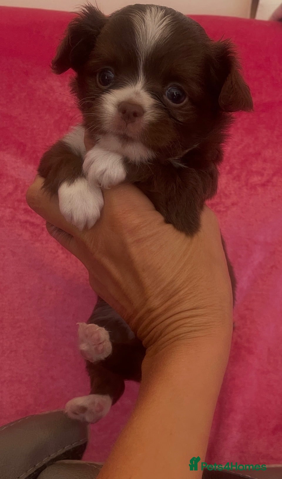 Chihuahua dogs Beautiful kc-reg longcoat Chi-babies 💖🌟💖 - Advert 13